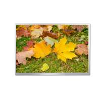 P1010WXF2ME30 10.1-inch Full Viewing Angle TFT LCD Display -LVDS - Tianma